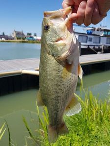 Largemouth Bass