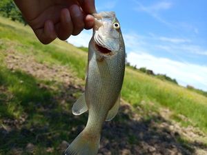 Largemouth Bass