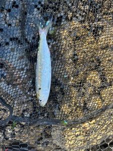 Atlantic Herring