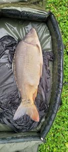 Leather Carp