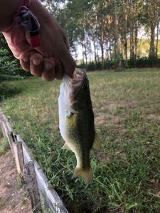 Largemouth Bass
