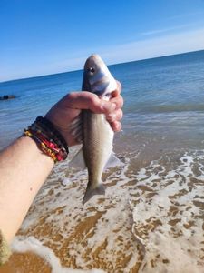 European Bass (Seabass)