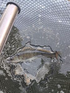 Zander