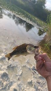 Largemouth Bass
