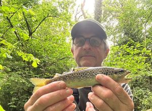 Brown Trout