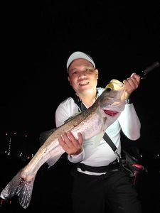 Japanese Seabass (Suzuki)