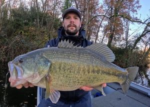 Largemouth Bass