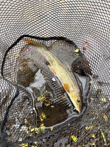 Barbel