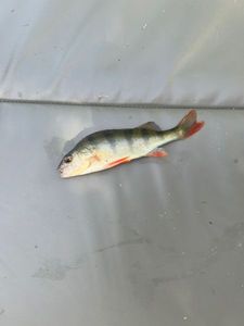 European Perch