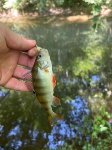 European Perch