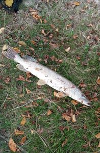 Northern Pike
