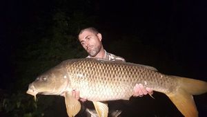 Common Carp