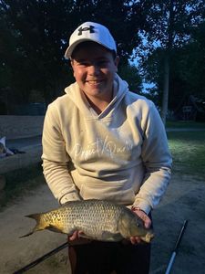 Crucian Carp