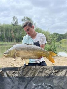 Mirror Carp