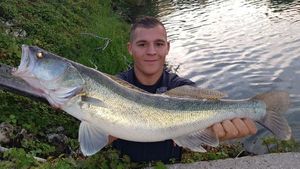 Zander
