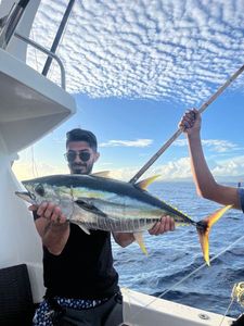 Yellowfin Tuna
