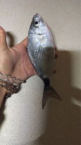 Saddled Seabream