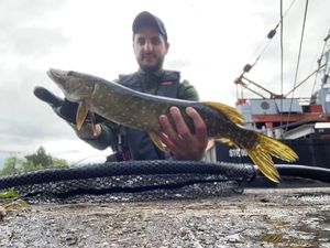 Northern Pike