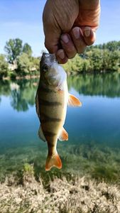 European Perch