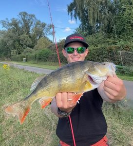 European Perch