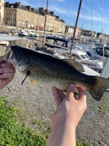 Smallmouth Bass