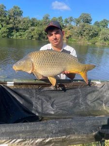 Common Carp