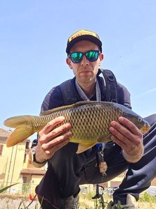 Common Carp