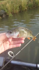European Perch