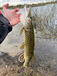 Northern Pike