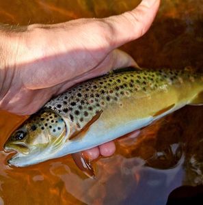 Brown Trout
