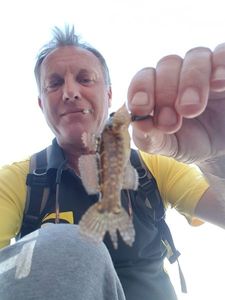 Giant Goby