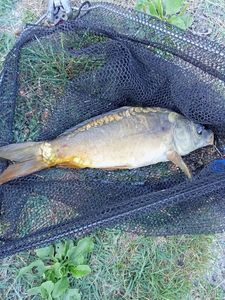 CARPA A SPECCHIO