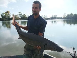 Sturgeon