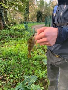 European Perch