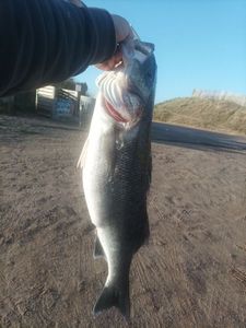 European Bass (Seabass)