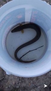 European Eel (Common Eel)