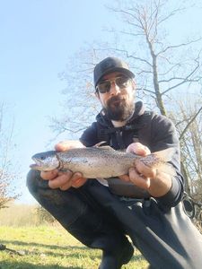 Rainbow Trout