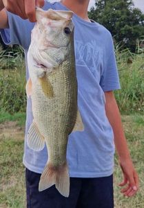 Largemouth Bass