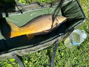 Leather Carp