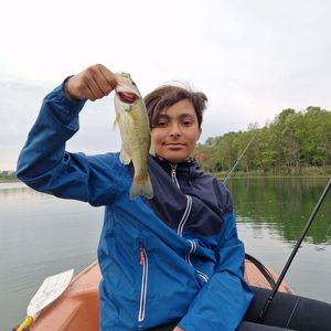 Largemouth Bass