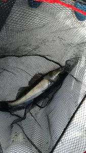 Zander