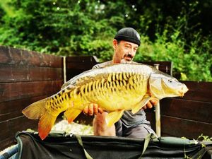 Mirror Carp