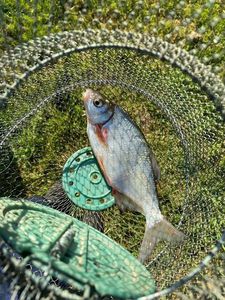 Tench