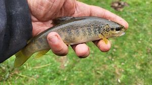 Brown Trout