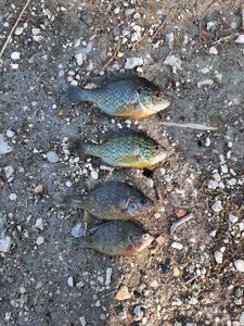Green Sunfish
