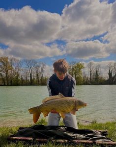 Common Carp