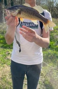 Largemouth Bass