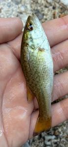 Largemouth Bass