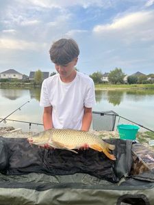 Common Carp