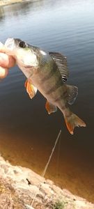 European Perch